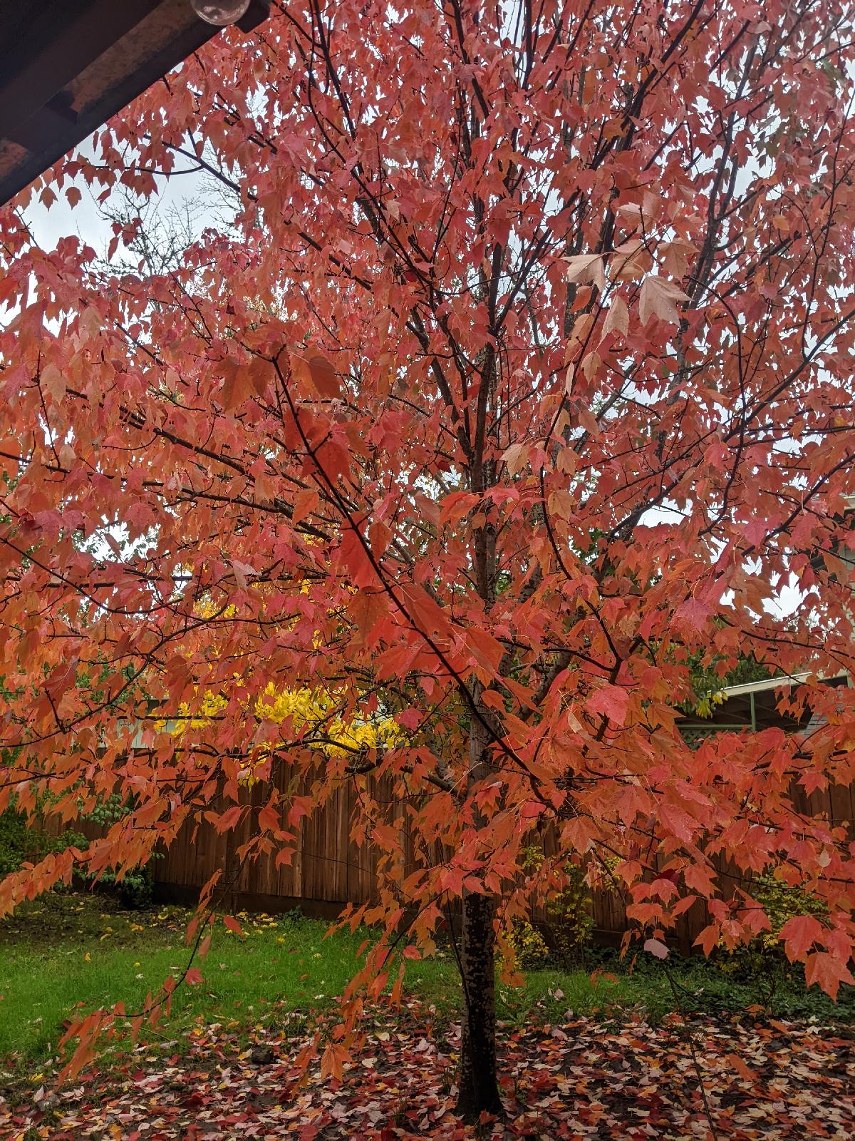 Maple